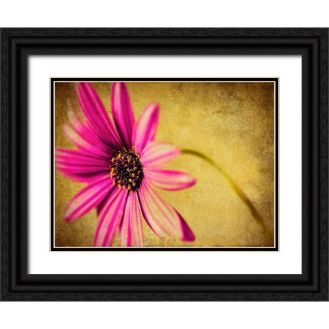 Fuchsia Daisy III Black Ornate Wood Framed Art Print with Double Matting by Malek, Honey