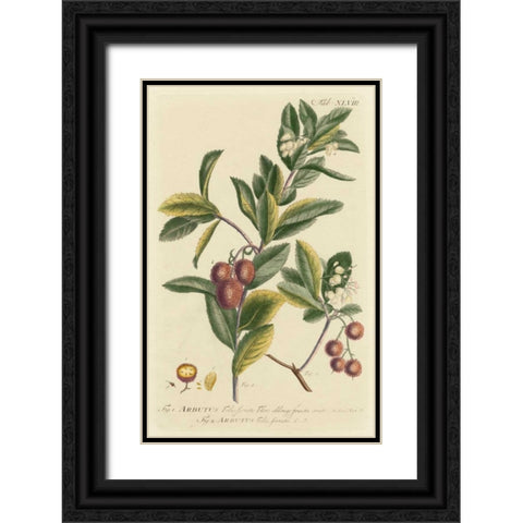 Miller Foliage and Fruit I Black Ornate Wood Framed Art Print with Double Matting by Miller, Dianne