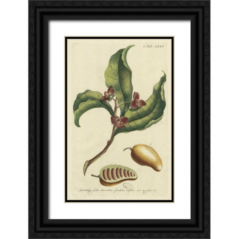 Miller Foliage and Fruit II Black Ornate Wood Framed Art Print with Double Matting by Miller, Dianne
