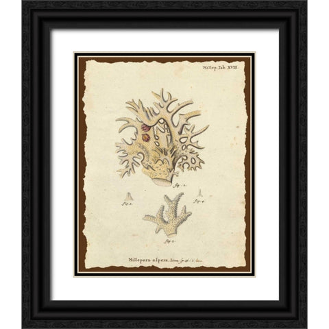 Natura Coral VI Black Ornate Wood Framed Art Print with Double Matting by Esper, Johann