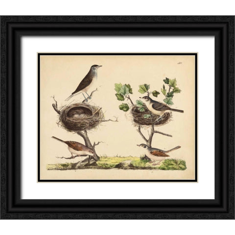 Wrens, Warblers and Nests I Black Ornate Wood Framed Art Print with Double Matting by Strack, Friedrich