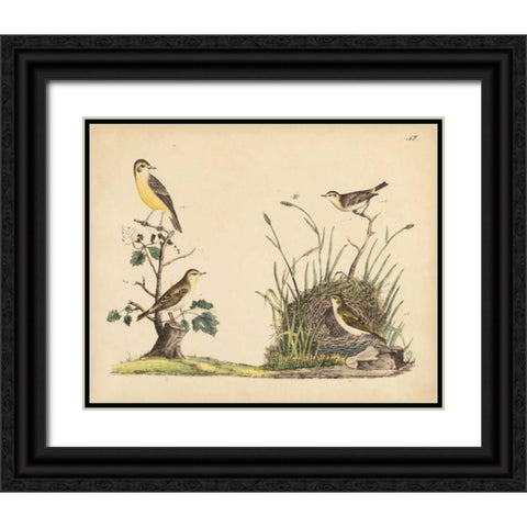 Wrens, Warblers and Nests II Black Ornate Wood Framed Art Print with Double Matting by Strack, Friedrich