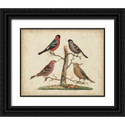 Bull Finches Black Ornate Wood Framed Art Print with Double Matting by Strack, Friedrich