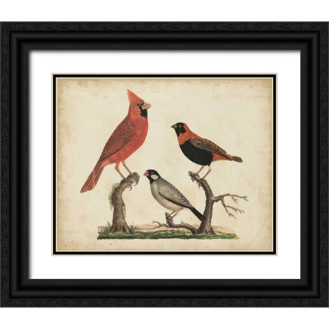 Cardinal and Grosbeak Black Ornate Wood Framed Art Print with Double Matting by Strack, Friedrich