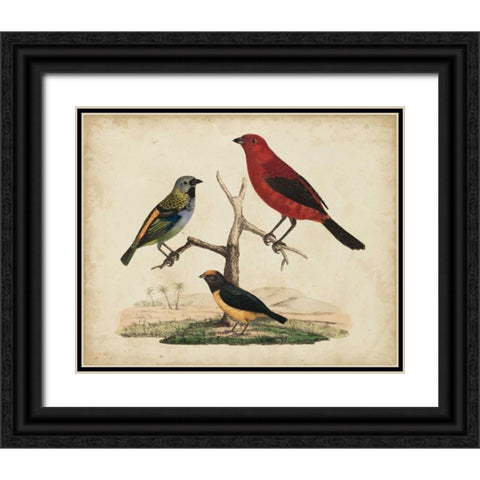 Red and Green Tanager Black Ornate Wood Framed Art Print with Double Matting by Strack, Friedrich