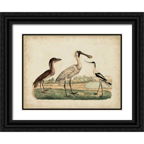 Avocet and Boat-Billed Heron Black Ornate Wood Framed Art Print with Double Matting by Strack, Friedrich