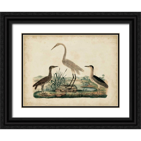 Great White Heron and Night Heron Black Ornate Wood Framed Art Print with Double Matting by Strack, Friedrich