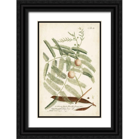 Miller Ferns II Black Ornate Wood Framed Art Print with Double Matting by Miller, Dianne