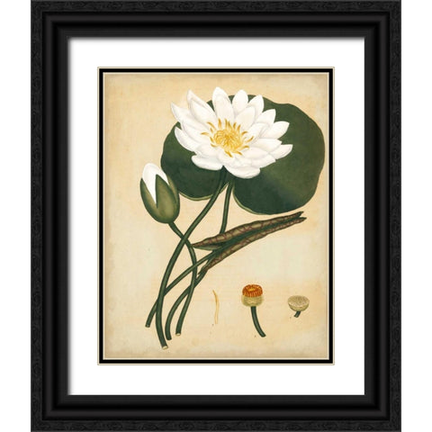 White Water Lily Black Ornate Wood Framed Art Print with Double Matting by Andrews, Henry