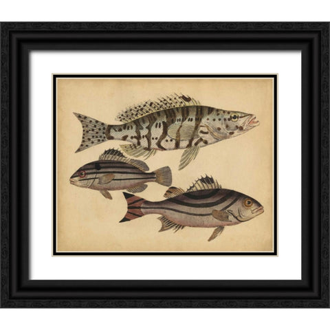 Species of Fish I Black Ornate Wood Framed Art Print with Double Matting by Strack, Friedrich