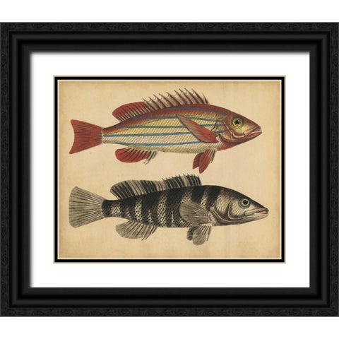 Species of Fish III Black Ornate Wood Framed Art Print with Double Matting by Strack, Friedrich