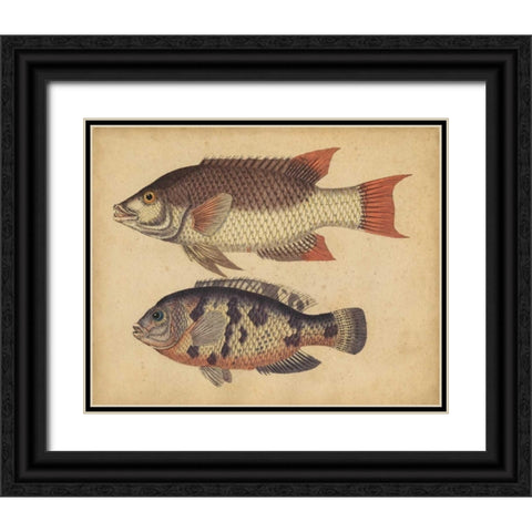Species of Fish IV Black Ornate Wood Framed Art Print with Double Matting by Strack, Friedrich