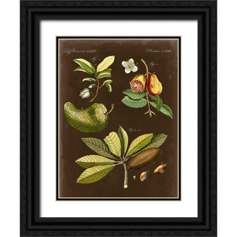 Breadfruit on Suede Black Ornate Wood Framed Art Print with Double Matting by Vision Studio