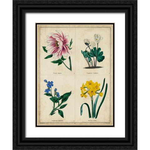 Botanical Grid II Black Ornate Wood Framed Art Print with Double Matting by Maund, Benjamin