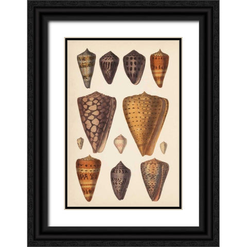 Antique Cone Shells I Black Ornate Wood Framed Art Print with Double Matting by Unknown