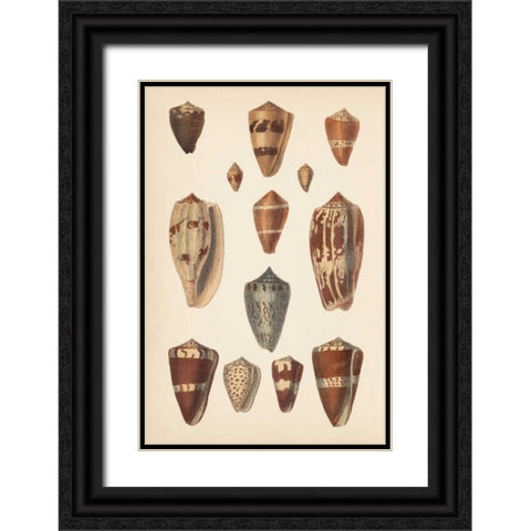 Antique Cone Shells II Black Ornate Wood Framed Art Print with Double Matting by Unknown
