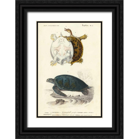Antique Turtle Duo I Black Ornate Wood Framed Art Print with Double Matting by Oudart