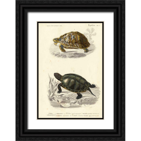 Antique Turtle Duo II Black Ornate Wood Framed Art Print with Double Matting by Oudart
