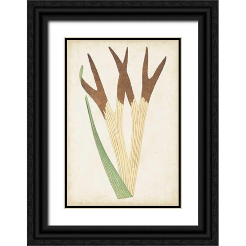 Fern Family II Black Ornate Wood Framed Art Print with Double Matting by Lowe
