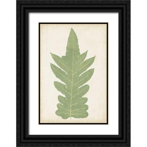Fern Family IX Black Ornate Wood Framed Art Print with Double Matting by Lowe