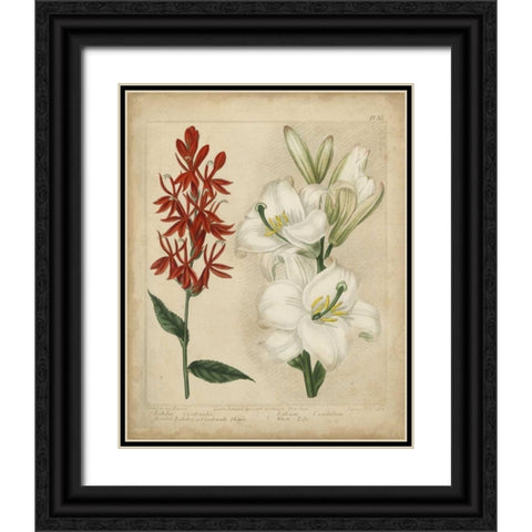 Scarlet Beauty I Black Ornate Wood Framed Art Print with Double Matting by Edwards, Sydenham