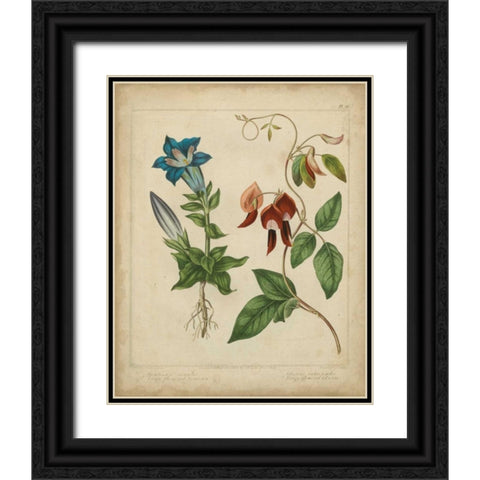 Scarlet Beauty III Black Ornate Wood Framed Art Print with Double Matting by Edwards, Sydenham