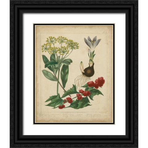 Scarlet Beauty IV Black Ornate Wood Framed Art Print with Double Matting by Edwards, Sydenham