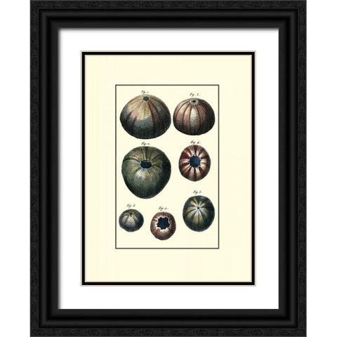 Custom Sea Shell IV Black Ornate Wood Framed Art Print with Double Matting by Diderot