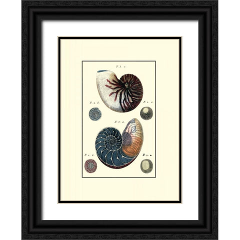 Custom Sea Shell VI Black Ornate Wood Framed Art Print with Double Matting by Diderot