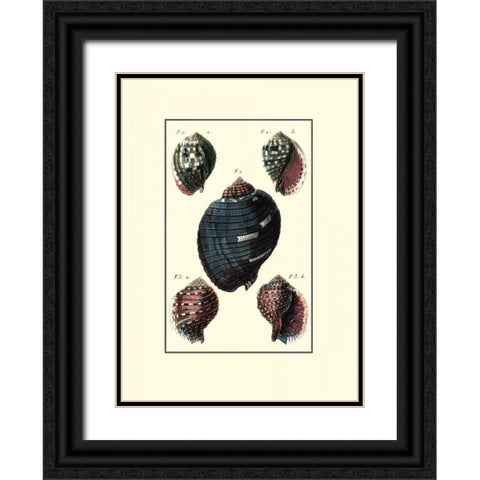 Custom Sea Shell VII Black Ornate Wood Framed Art Print with Double Matting by Diderot