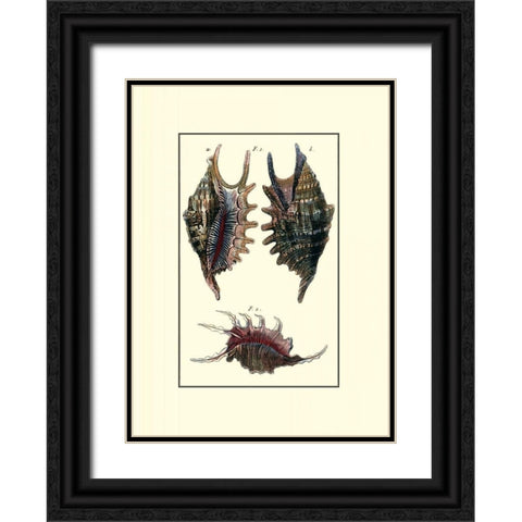 Custom Sea Shell VIII Black Ornate Wood Framed Art Print with Double Matting by Diderot