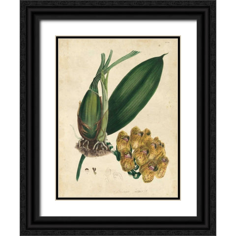 Sophisticated Orchid I Black Ornate Wood Framed Art Print with Double Matting by Unknown