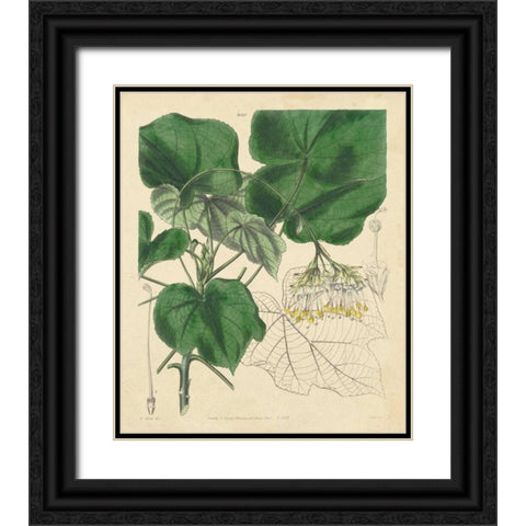 Curtis Leaves and Blooms I Black Ornate Wood Framed Art Print with Double Matting by Curtis