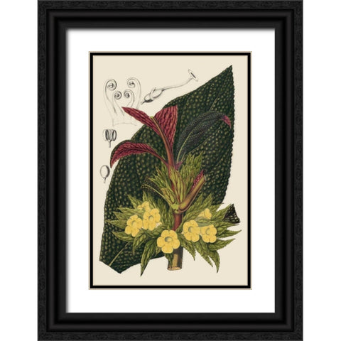 Begonia Varieties II Black Ornate Wood Framed Art Print with Double Matting by Stroobant