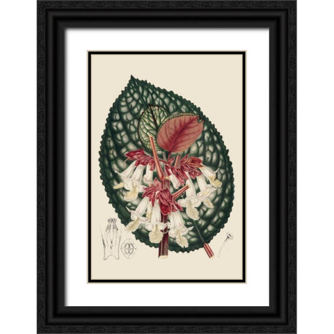 Begonia Varieties III Black Ornate Wood Framed Art Print with Double Matting by Stroobant