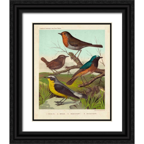 Robin, Wren and Redstart Black Ornate Wood Framed Art Print with Double Matting by Cassell