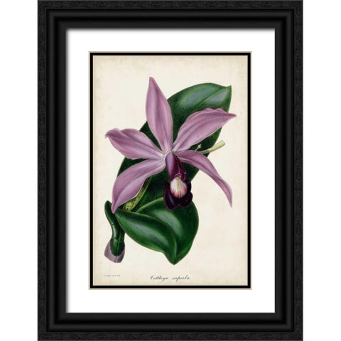 Plum Orchid Black Ornate Wood Framed Art Print with Double Matting by Paxton