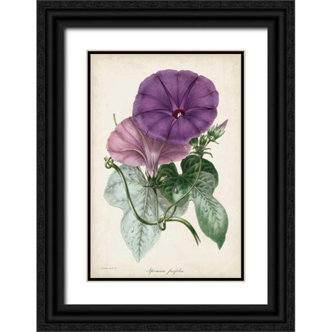 Plum Morning Glory Black Ornate Wood Framed Art Print with Double Matting by Paxton