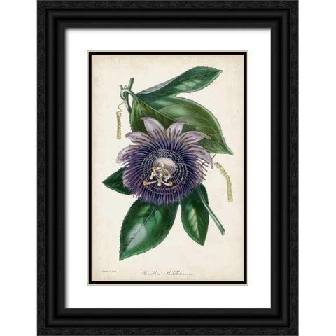 Plum Passion Flower Black Ornate Wood Framed Art Print with Double Matting by Paxton