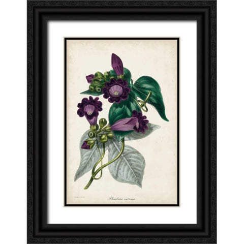 Plum Foxgloves Black Ornate Wood Framed Art Print with Double Matting by Paxton