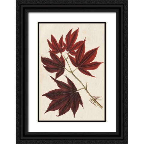 Japanese Maple Leaves III Black Ornate Wood Framed Art Print with Double Matting by Stroobant