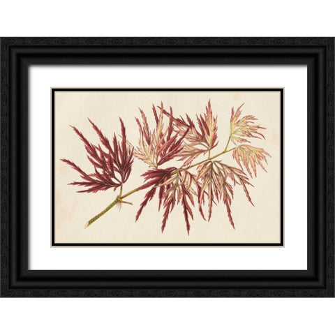 Japanese Maple Leaves V Black Ornate Wood Framed Art Print with Double Matting by Stroobant