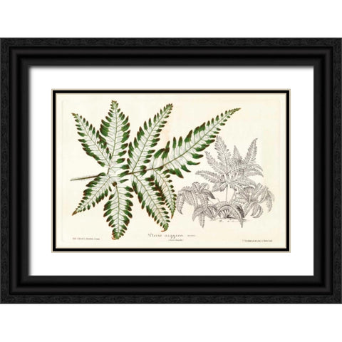 Fern Leaf Foliage II Black Ornate Wood Framed Art Print with Double Matting by Stroobant
