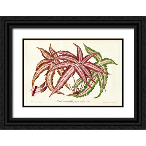 Fern Leaf Foliage III Black Ornate Wood Framed Art Print with Double Matting by Stroobant