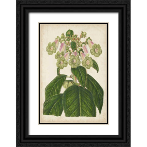 Foxglove Botanical Black Ornate Wood Framed Art Print with Double Matting by Stroobant
