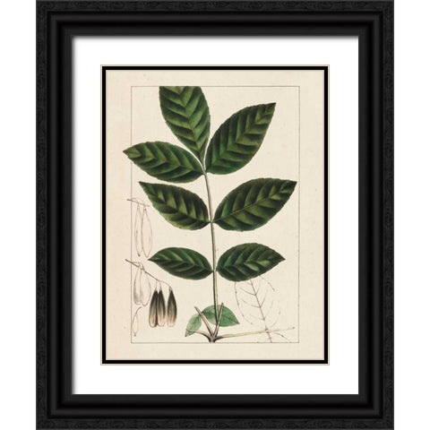 Silva Leaves I Black Ornate Wood Framed Art Print with Double Matting by Silva, John