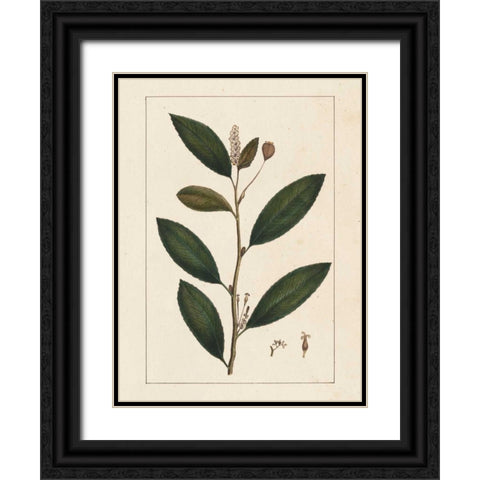Silva Leaves V Black Ornate Wood Framed Art Print with Double Matting by Silva, John