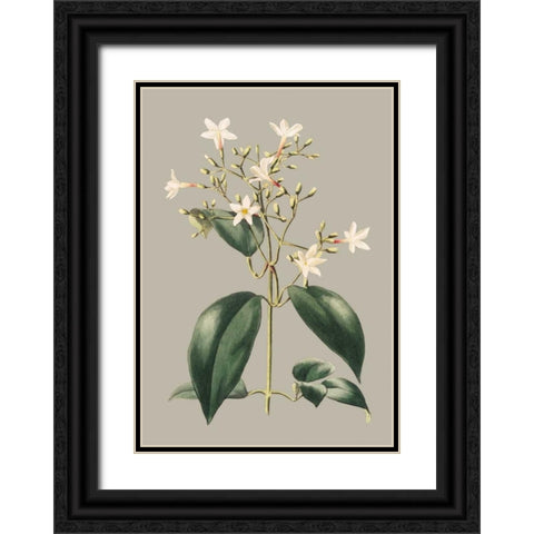 Botanical Cabinet I Black Ornate Wood Framed Art Print with Double Matting by Cooke, E.W.