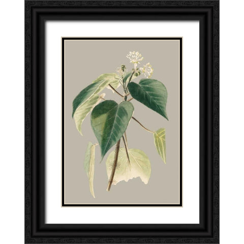 Botanical Cabinet II Black Ornate Wood Framed Art Print with Double Matting by Cooke, E.W.