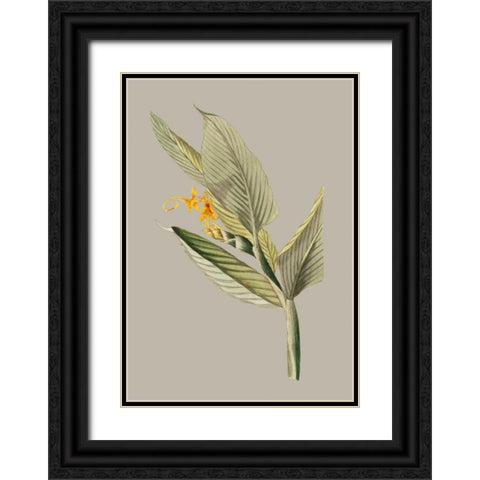 Botanical Cabinet III Black Ornate Wood Framed Art Print with Double Matting by Cooke, E.W.